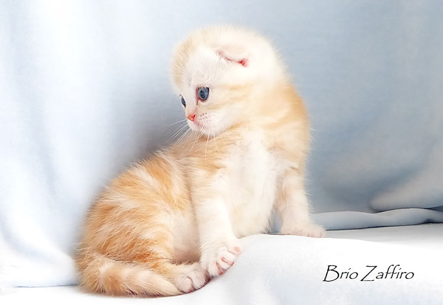 шотландский вислоухий котик красный мраморный на серебре SFS ds22 Byron Brio Zaffiro. Питомник шотландских кошек Brio Zaffiro, город Москва