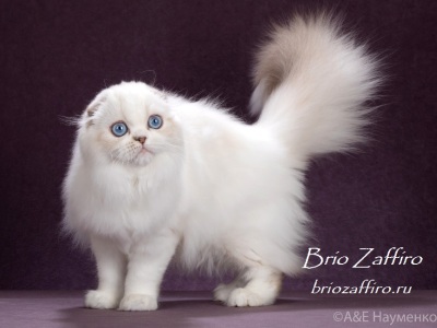 шотландская вислоухая кошка, хайленд фолд, шоколадная колор пойнт с белым из Москвы X'DREAMS DALINA BRIO ZAFFIRO