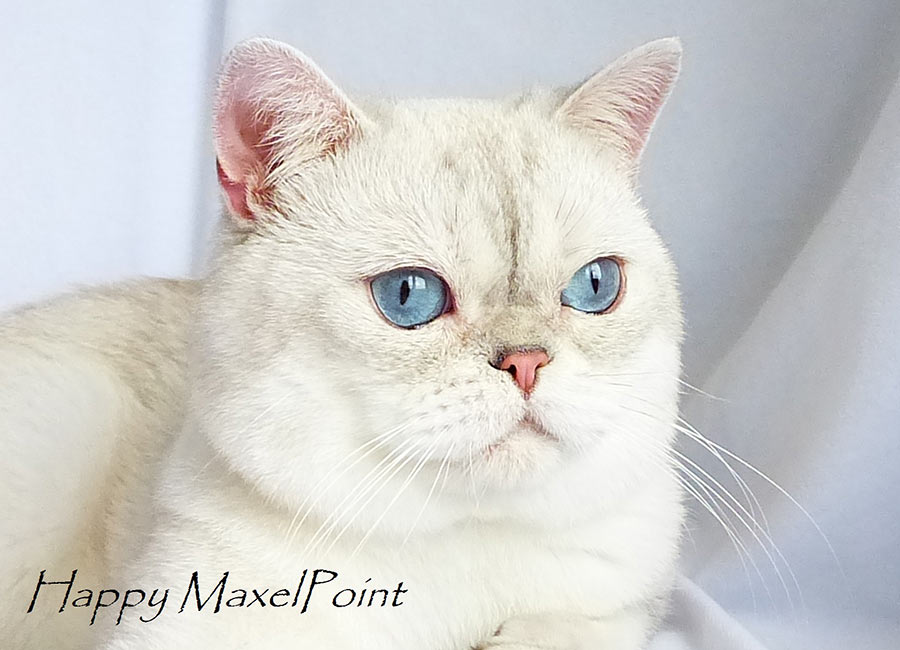 Фото синеглазого кота Happy MaxelPoint шотландской серебристой шиншиллы пойнт из Московского питомника британских шиншилл и шотландских кошек BRIO ZAFFIRO