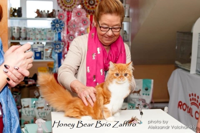 Хайленд страйт красный мраморный биколор Honey Bear Brio Zaffiro на выставке кошек 