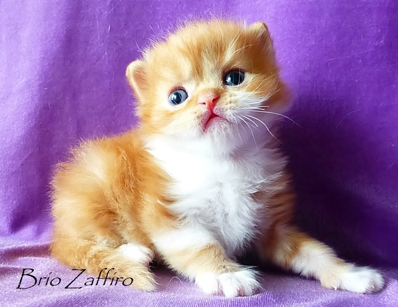 Honey Bear Brio Zaffiro котенок шотландский длинношерстный - хайленд страйт - красный мраморный биколор. Шотландские котята в Москве. Питомник шотландских кошек. Купить шотландца биколора. Веселый рыжий котенок.