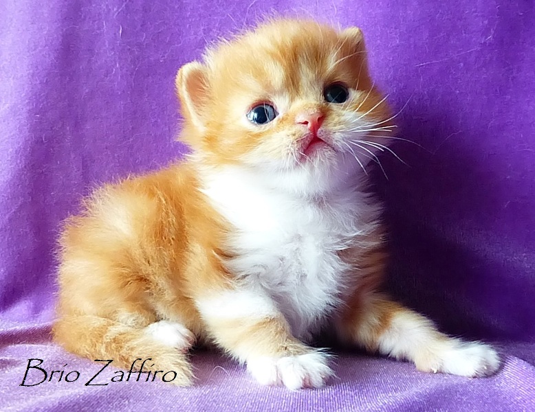 Honey Bear Brio Zaffiro котенок шотландский длинношерстный - хайленд страйт - красный мраморный биколор. Шотландские котята в Москве. Питомник шотландских кошек. Купить шотландца биколора. Веселый рыжий котенок.