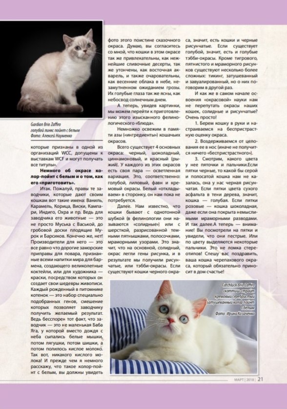 БИКОЛОРНЫЙ КОЛОР ПОЙНТ колор пойнт с белым купить шотландского голубоглазого котенка в питомнике Москва