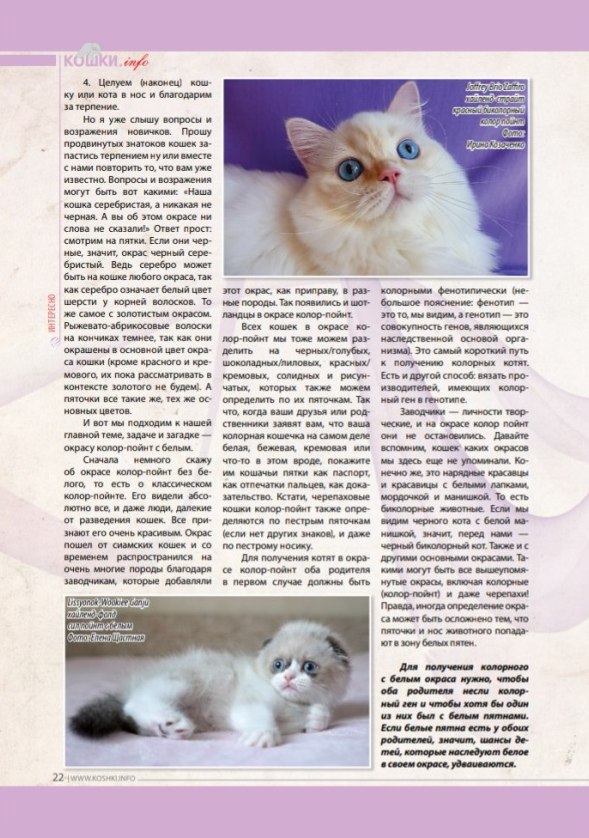 БИКОЛОРНЫЙ КОЛОР ПОЙНТ колор пойнт с белым купить шотландского голубоглазого котенка в питомнике Москва