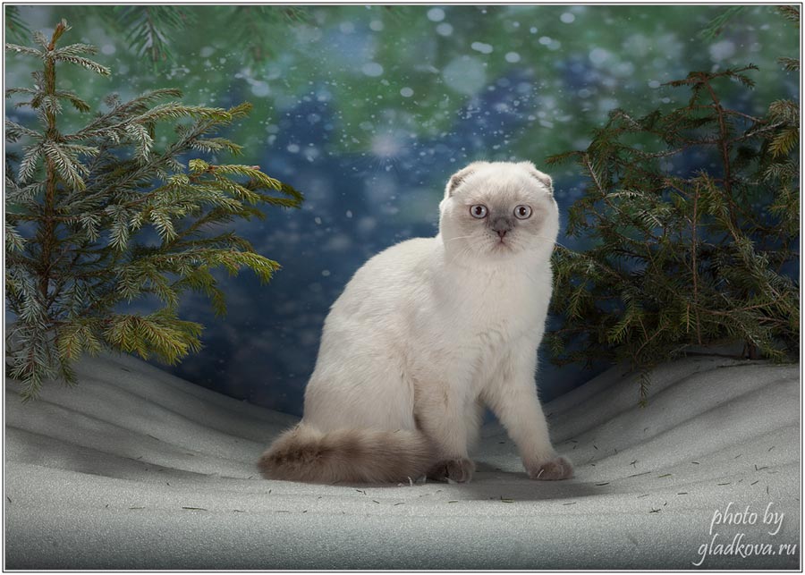 Фото шотландской вислоухой кошки из Московского питомника