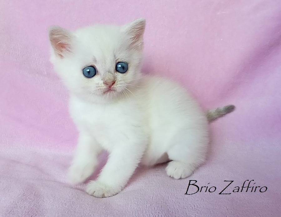 Ariadna Brio Zaffiro котенок британской шиншиллы пойнт из Московского питомника британских шиншилл