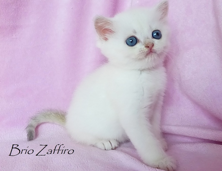Ariadna Brio Zaffiro котенок британской шиншиллы пойнт из Московского питомника британских шиншилл