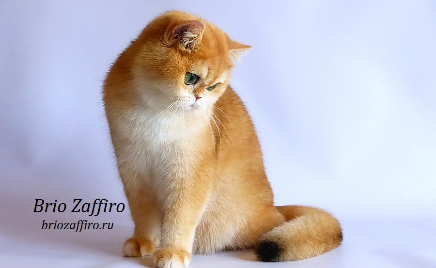 Фото кошки золотой британской шиншиллы Москва.