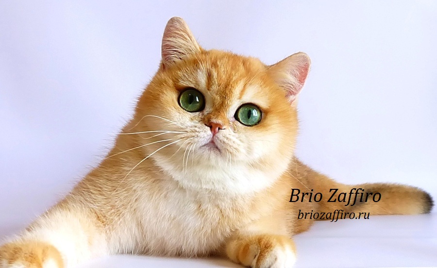 Фото кошки золотой британской шиншиллы Москва.