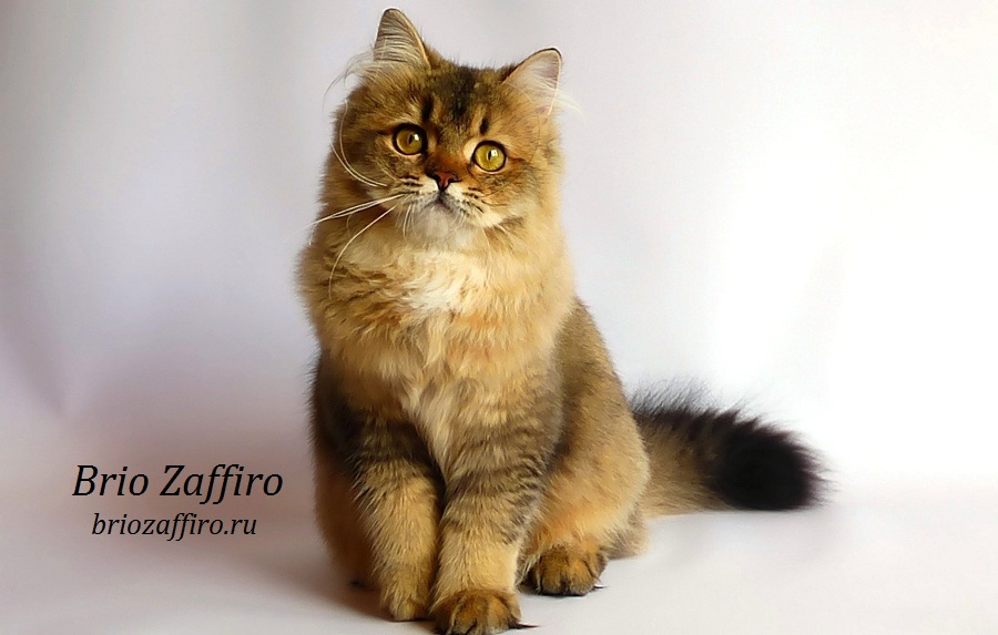 Фото кошки британской длинношерстной Bastet из Москвы.