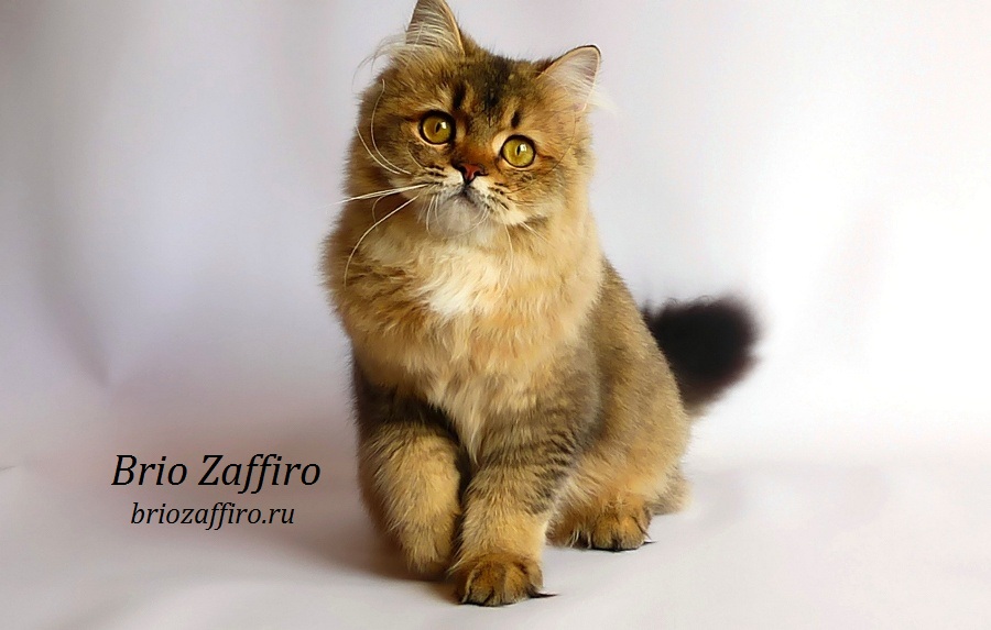 Фото кошки британской длинношерстной Bastet из Москвы.