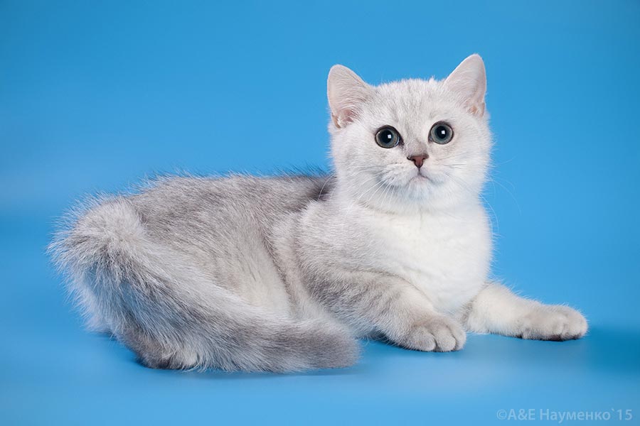 Фотографии котенка британской шиншиллы
