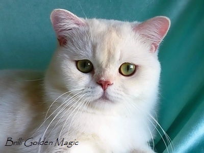Кот британской шиншиллы камео (красный серебристый затушеванный) с зелеными глазами BRILLI GOLDEN MAGIC