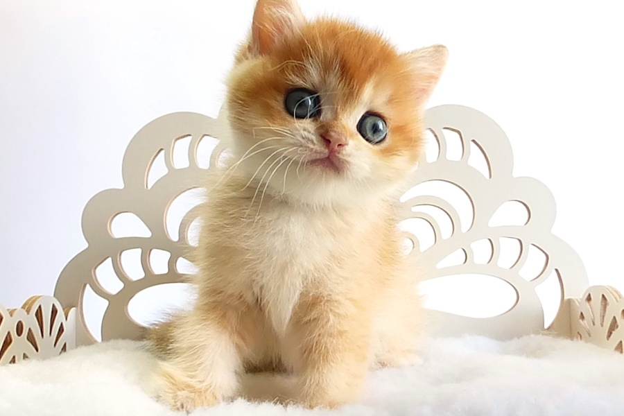 Золотые котята шиншиллы Mосква