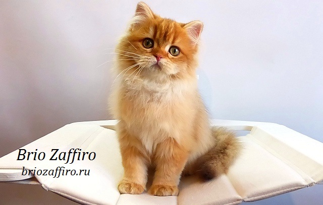 Фото шоколадной золотой шиншиллы котенка длинношерстного