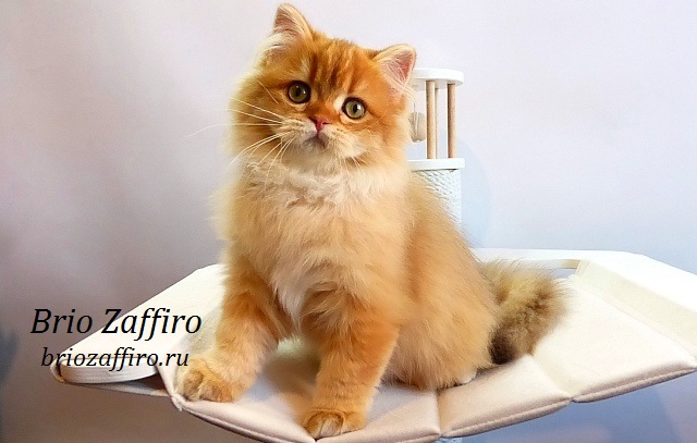 Фото шоколадной золотой шиншиллы котенка длинношерстного