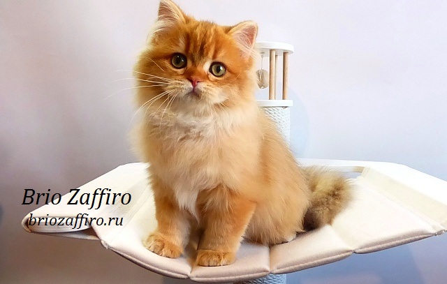 Фото шоколадной золотой шиншиллы котенка длинношерстного