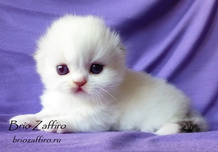Фото колор пойнт с белым шотландского котенка хайленд фолда XDreams Dalina Brio Zaffiro. Биколорного коолор пойнт. Бипойнта из Московского питомника шотландских кошек BRIO ZAFFIRO.