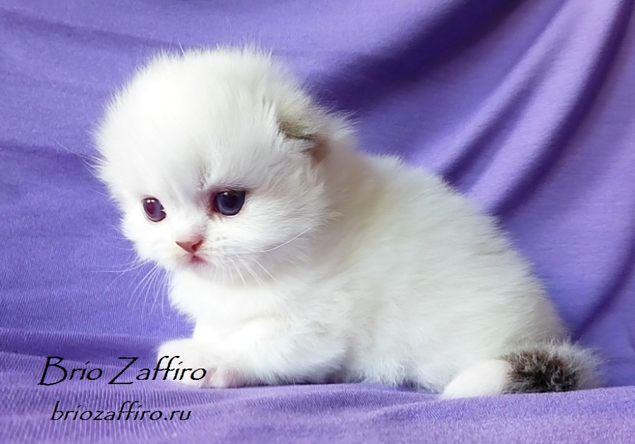 Фото колор пойнт с белым шотландского котенка хайленд фолда XDreams Dalina Brio Zaffiro. Биколорного коолор пойнт. Бипойнта из Московского питомника шотландских кошек BRIO ZAFFIRO.