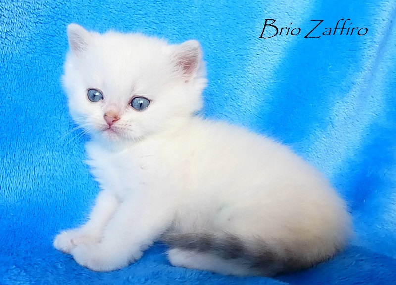 Corben Brio Zaffiro голубоглазый котенок британской серебристой шиншиллы пойнт. Купить британскую шиншиллу котенка в питомнике кошек Москва. Купить британца.