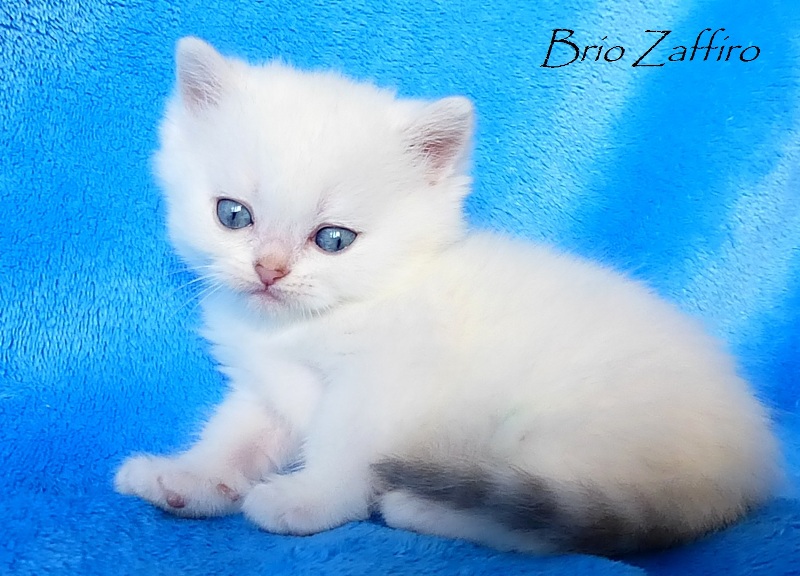 Corben Brio Zaffiro голубоглазый котенок британской серебристой шиншиллы пойнт. Купить британскую шиншиллу котенка в питомнике кошек Москва. Купить британца.