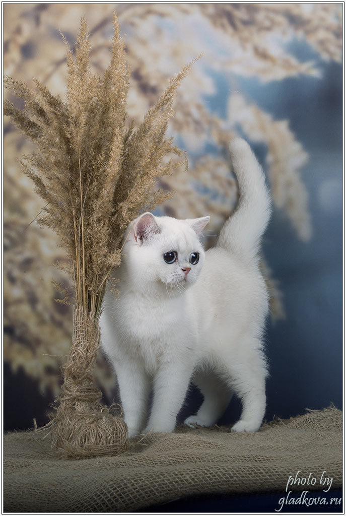 Фото британской короткошерстной кошки SNOWSONG DIANA . Москва.