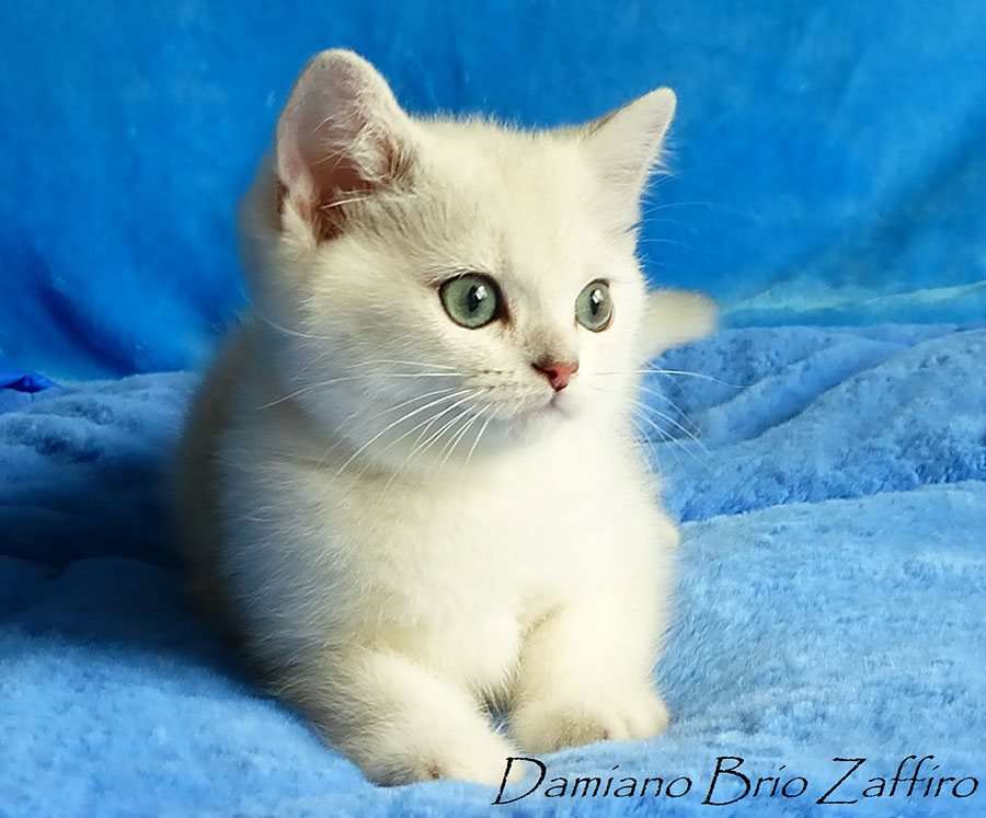 Фото котенка британской шиншиллы Damiano Brio Zaffiro из Московского питомника.