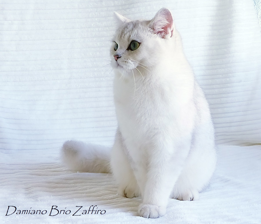 Фото кота британской шиншиллы Damiano Brio Zaffiro из Московского питомника.