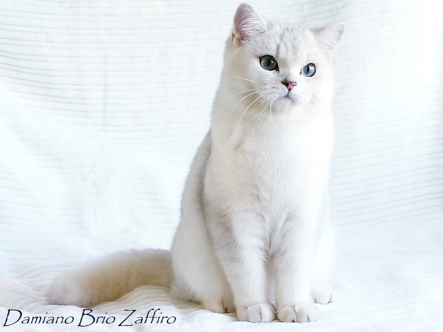 Фото кота британской шиншиллы Damiano Brio Zaffiro из Московского питомника.