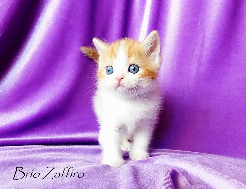 Шотландский короткошерстный котенок Dante Brio Zaffiro красный пятнистый биколор на серебре. Котенка можно купить в нашем питомнике шотландских кошек BRIO ZAFFIRO, г. Москва