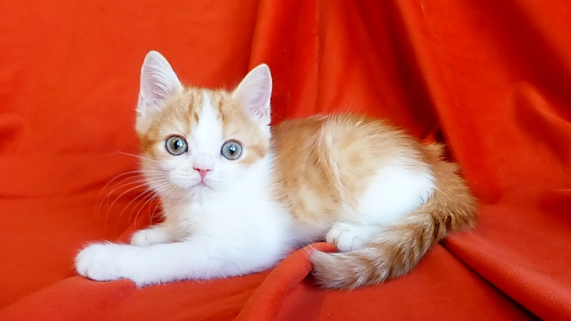 Шотландский короткошерстный котенок Dante Brio Zaffiro красный пятнистый биколор на серебре. Котенка можно купить в нашем питомнике шотландских кошек BRIO ZAFFIRO, г. Москва
