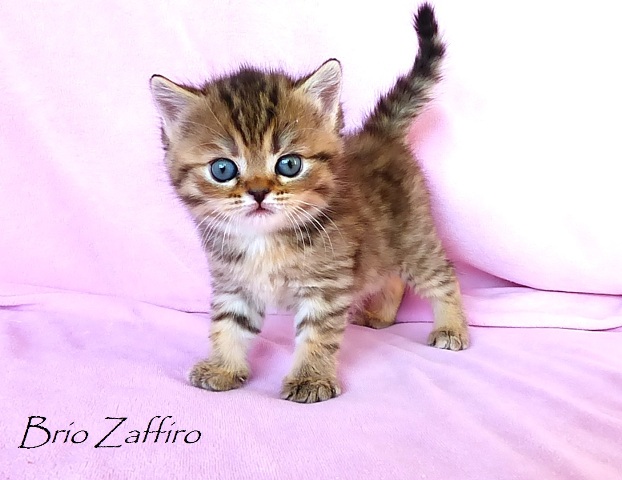 Eloisa Brio Zaffiro - Котенок шотландский короткошерстный. Пятнистая черепаха шотландская. Купить шотландца котенка в Москве