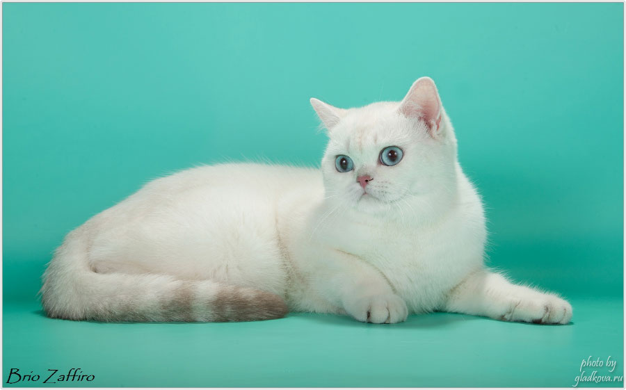 Фото кошки британской шиншиллы ESCADA POINT NADEZHDA  из Московского питомника Brio Zaffiro.