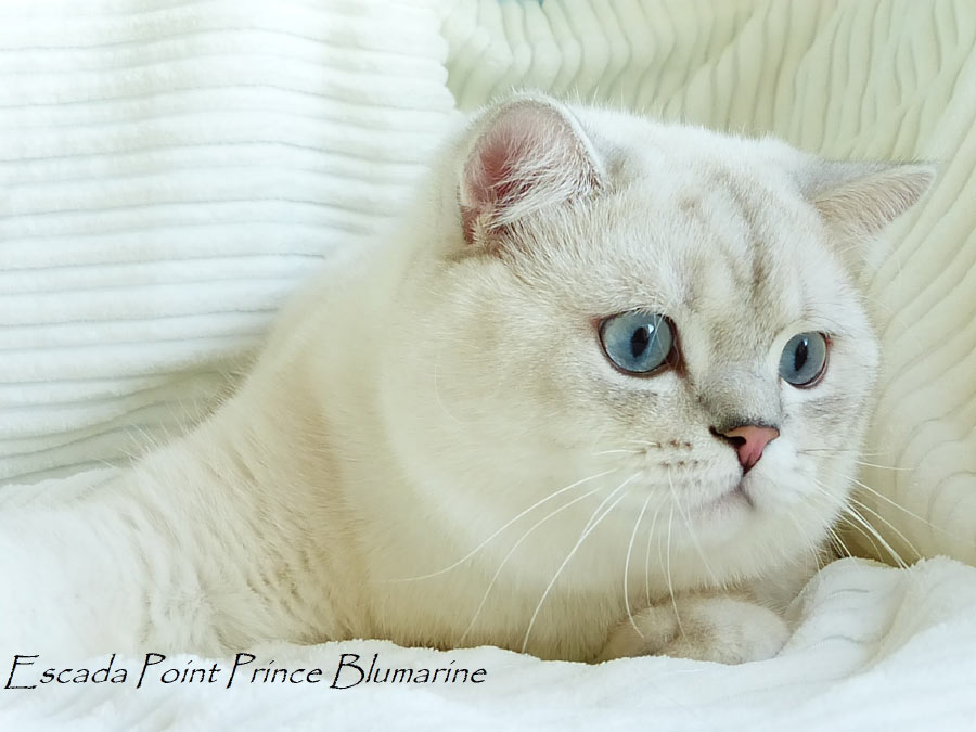 Фото кота британской шиншиллы ESCADA POINT PRINCE BLUMARINE из Московского питомника Brio Zaffiro.