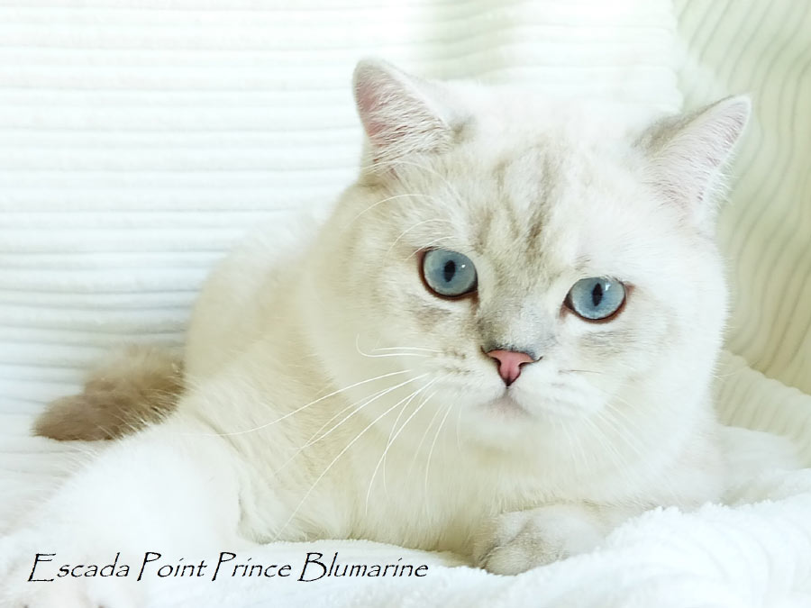 Фото кота британской шиншиллы ESCADA POINT PRINCE BLUMARINE из Московского питомника Brio Zaffiro.