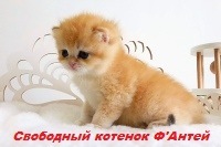 Золотой британский котенок