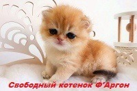 Британский золотой котенок