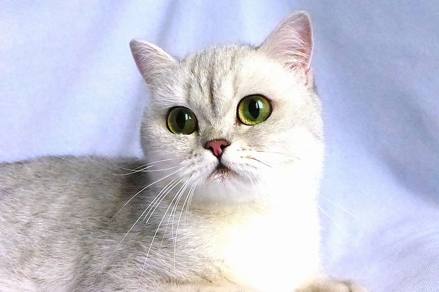 Фото британской короткошерстной кошки Fiona MaxelPoint