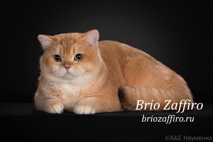 Фото кота золотой британской шиншиллы из Москвы