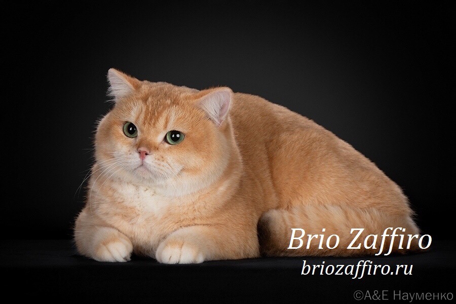 Британская шиншилла кот Fire Chocolate Brio Zaffiro из профессионального  Московского питомника британских шиншилл BRIO ZAFFIRO