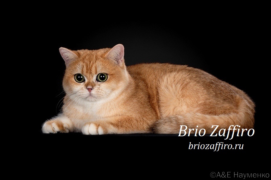 Фото золотой шиншиллы кошки Barbie Brio Zaffiro, город Москва.