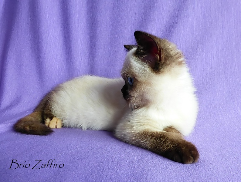 Фото кошечки Gabi Brio Zaffiro scottish straight f33 tortie colorpoint купить шотландского котенка в Москве в питомнике кошек колор пойнт