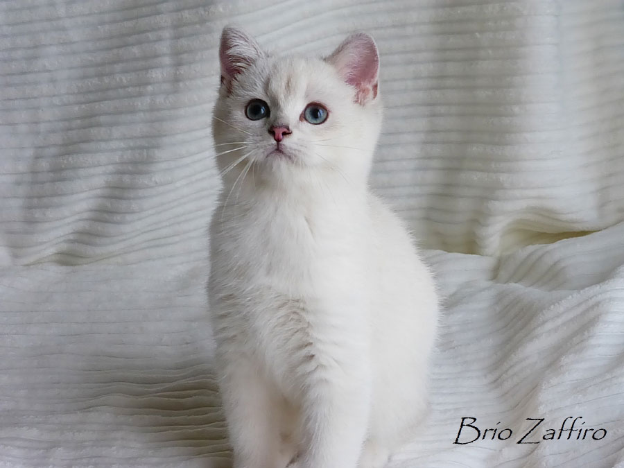 Фото кошки британской шиншиллы Gabriele Brio Zaffiro  из Московского питомника британских шиншилл.