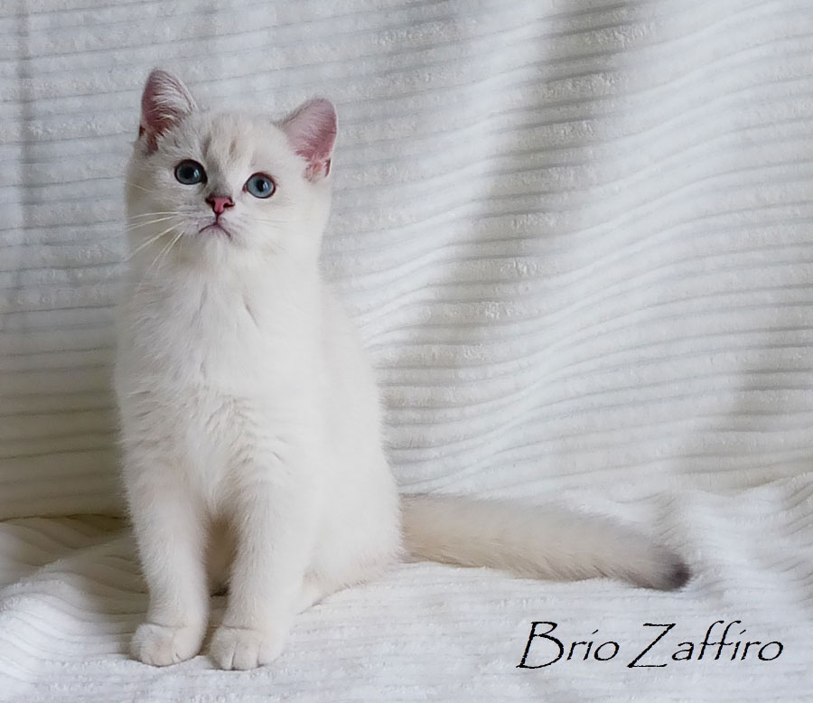 Фото кошки британской шиншиллы Gabriele Brio Zaffiro  из Московского питомника британских шиншилл.