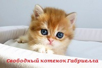 золотые британские котята питомник в москве