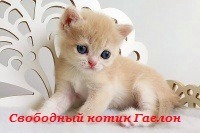 золотые британские котята питомник в москве