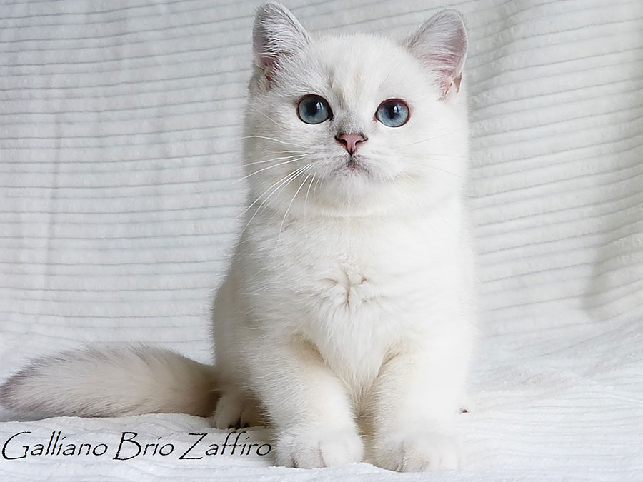 Фото котенка британской шиншиллы Galliano Brio Zaffiro Москва.