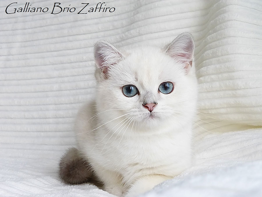 Фото котенка британской шиншиллы Galliano Brio Zaffiro Москва.