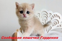 золотые британские котята питомник в москве