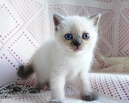 Geni кошка котенок шотландский короткошерстный прямоухий страйт голубоглазый сголубыми глазами колор пойнт поинт колорпойнт колорпоинт блю голубокремовая колорная черепаха